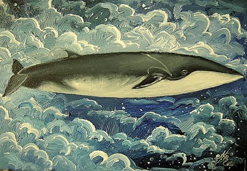 Fin Whale